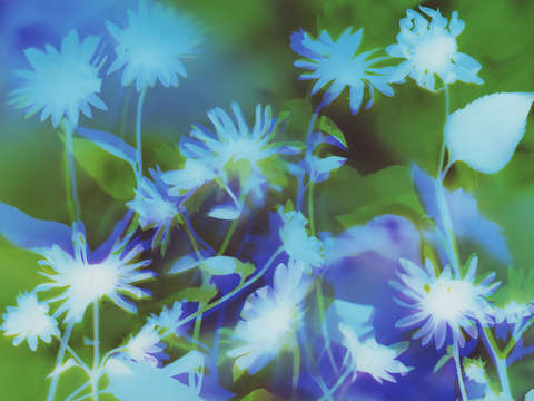 Sunflowers 12