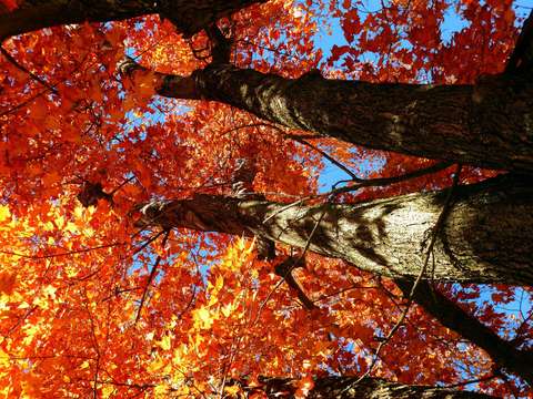 Fall colors are looking up
