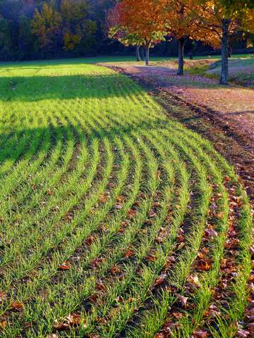 Those green grass ridges