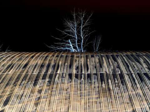 lonely tree