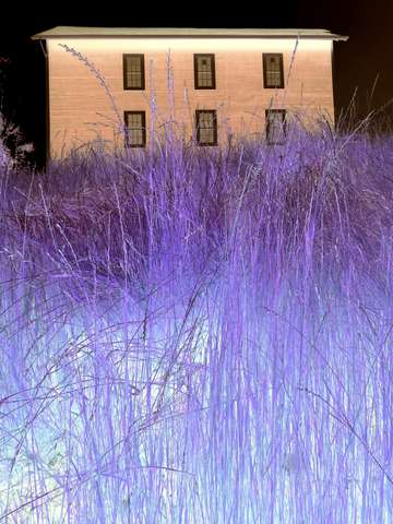 Purple grass 2