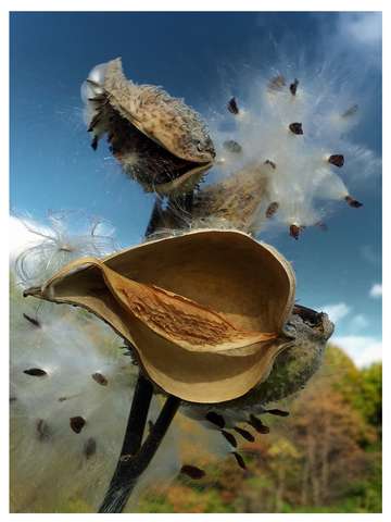 Milk weeds