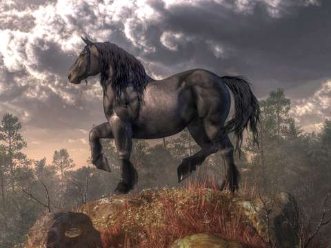 Dark horse