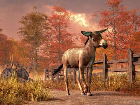 Flop eared donkey