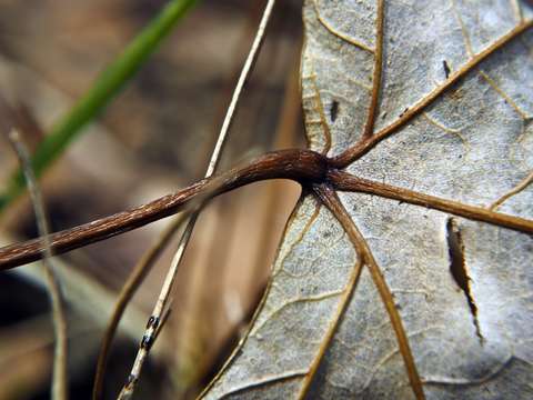 Late Autumn Leaf
