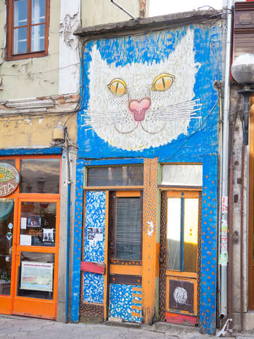 Cat on facade bulgaria