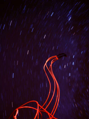Flamingo sky