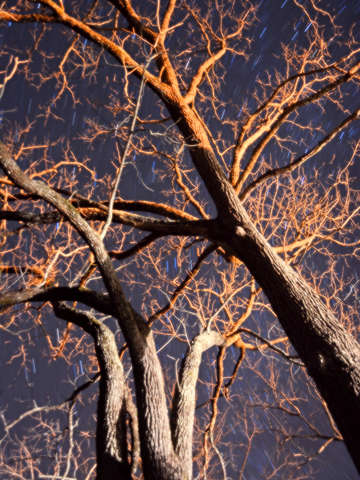 Trees of night