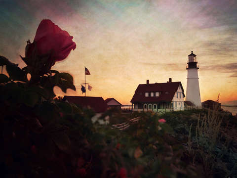 Portland rose