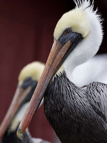 Pelican reflection