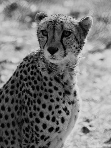 Cheetah