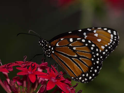 Monarch butterfly