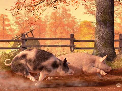 Pig race