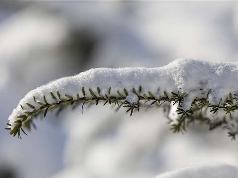 Pine branch and snow