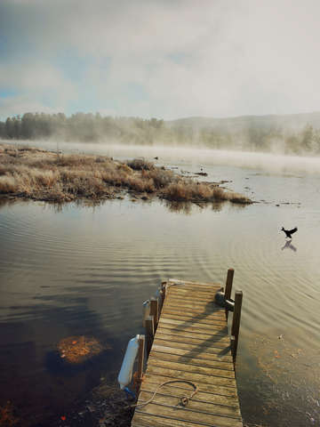 Duck flying in