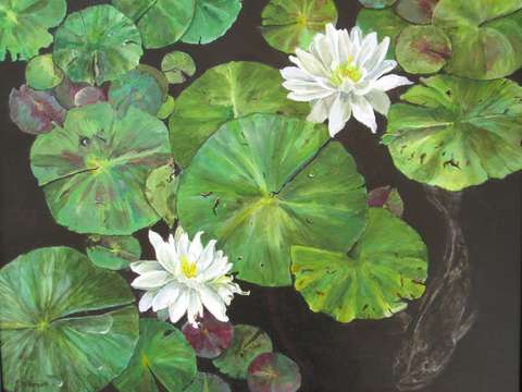 Lotus refuge