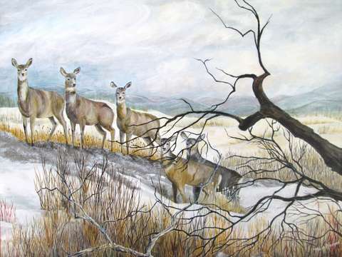 Winter deer alert