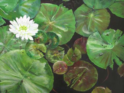 Lotus