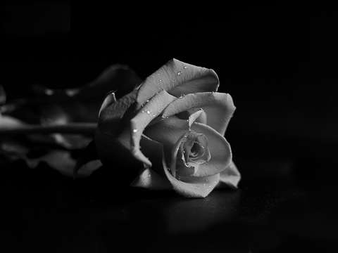 Dead roses
