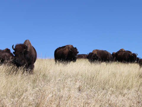 Bison heard