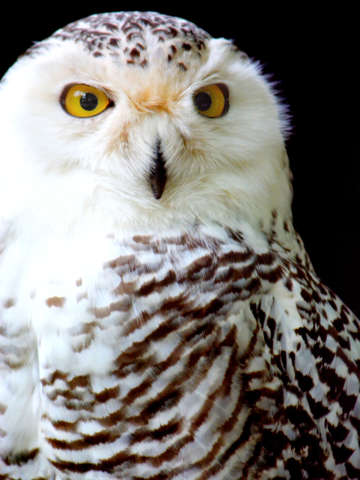 Mr regal
