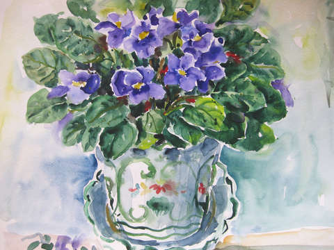 African violets i