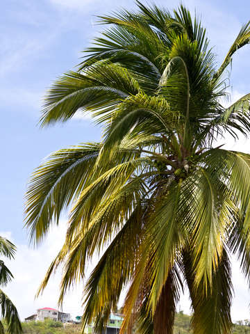 Flora Dominica 6