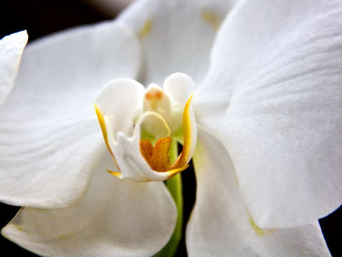 Orchids 1