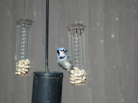Bluejay