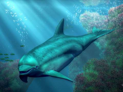 Smiling dolphin