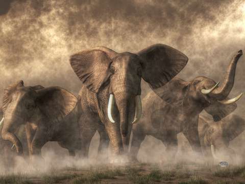 Elephant stampede