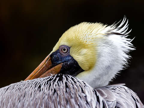 Adult male pelican