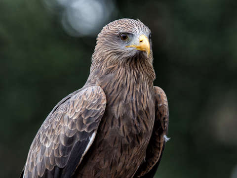 Falcon