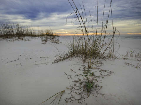 Green on the beach