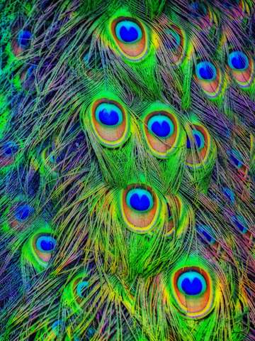 Feathered