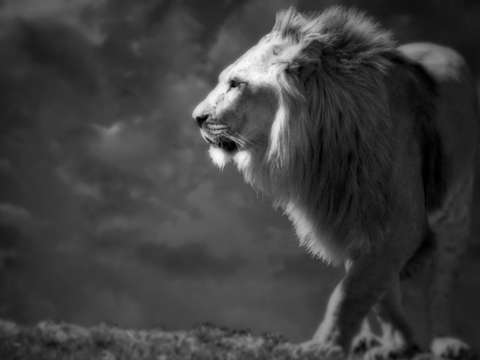 The black roar