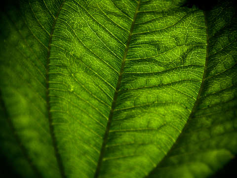 Green Leaf