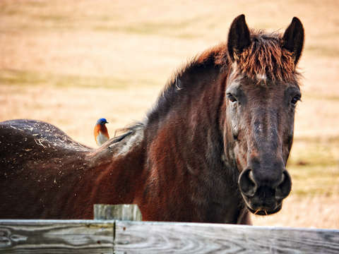 Buddy and his bluebird