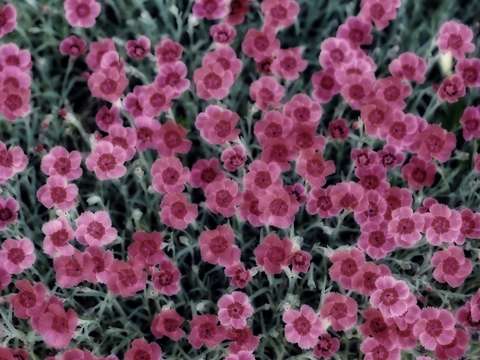 Muted pink