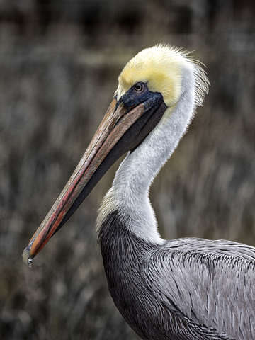 Pelican essence