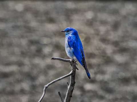 Mountain bluebird