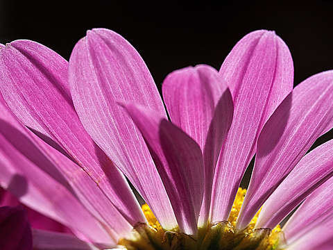 The daisyside b