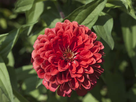 Flower 3