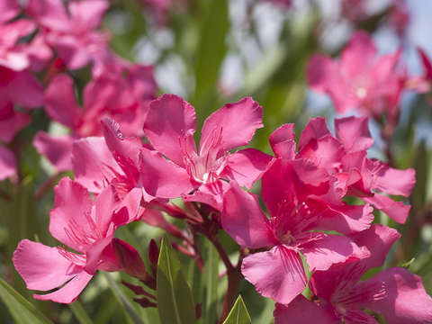 Pink flowers 2