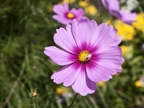 Purple flower 4