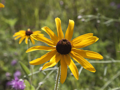 Yellow flower 3