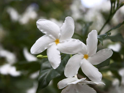 White flowers