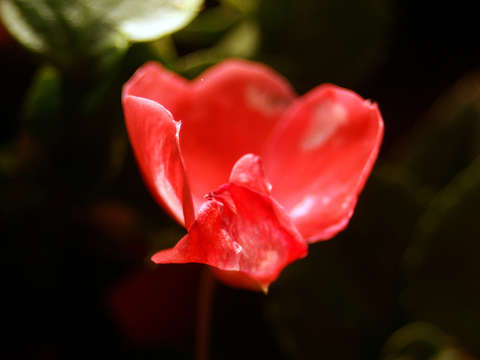 WITHERED BEAUTY