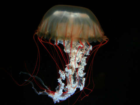 Jellyfish float