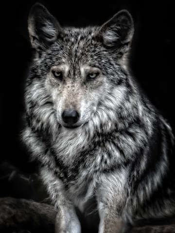 Steel gray
